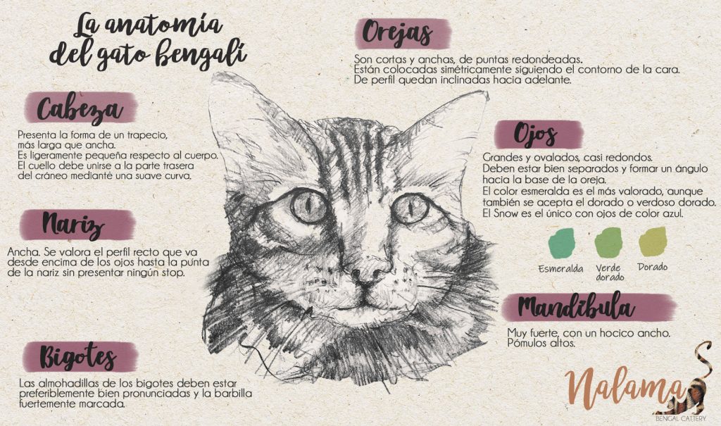 Características de la cabeza del gato bengalí